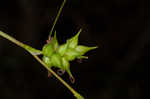 Pine barren sedge